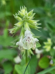 Stachys annua