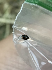 Hyperaspis quadrioculata