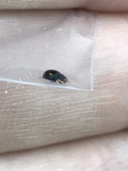 Hyperaspis quadrioculata