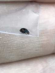 Hyperaspis quadrioculata