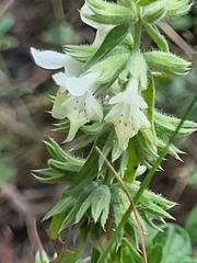 Stachys annua