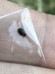 Hyperaspis quadrioculata