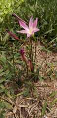 Zephyranthes rosea