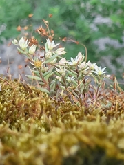 Sedum hispanicum