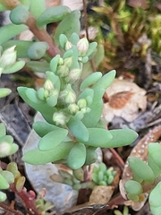 Sedum hispanicum