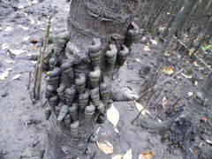 Cerithidea decollata