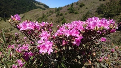 Rhododendron rubropilosum