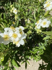 Carpenteria