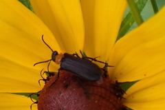 Nemognatha nemorensis