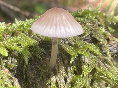 Mycena rubromarginata