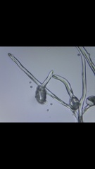 Monilinia fructicola