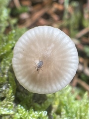 Mycena rubromarginata