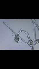 Monilinia fructicola