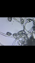 Monilinia fructicola