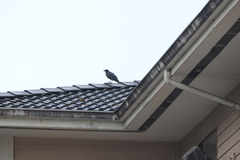 Corvus brachyrhynchos