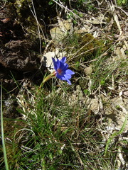 Gentiana arisanensis