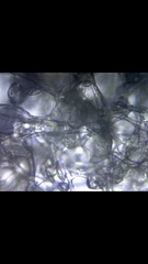 Monilinia fructicola