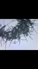 Monilinia fructicola