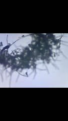 Monilinia fructicola