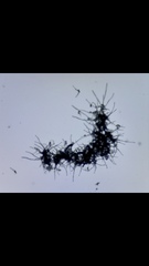 Monilinia fructicola