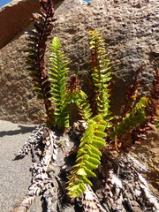 Austroblechnum microphyllum
