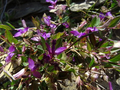 Polygala japonica