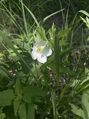Angiospermae