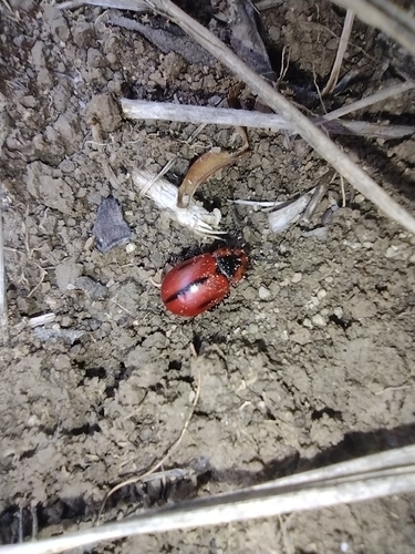 liskavka hlaváčiková (Entomoscelis adonidis)