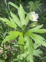 Angiospermae
