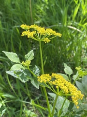 Angiospermae