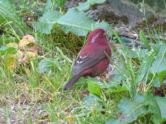 Carpodacus formosanus