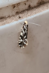 Nemapogon granella
