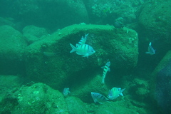 Abudefduf abdominalis