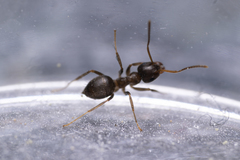 Lasius