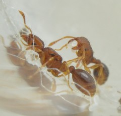 Tetramorium simillimum