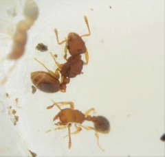 Tetramorium simillimum