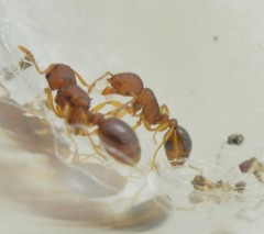 Tetramorium simillimum