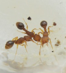 Tetramorium simillimum