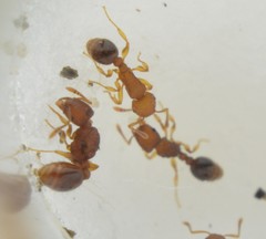 Tetramorium simillimum