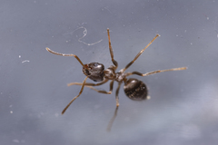 Lasius