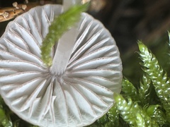 Mycena rubromarginata