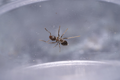 Lasius