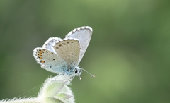 Pseudophilotes baton