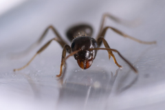Lasius