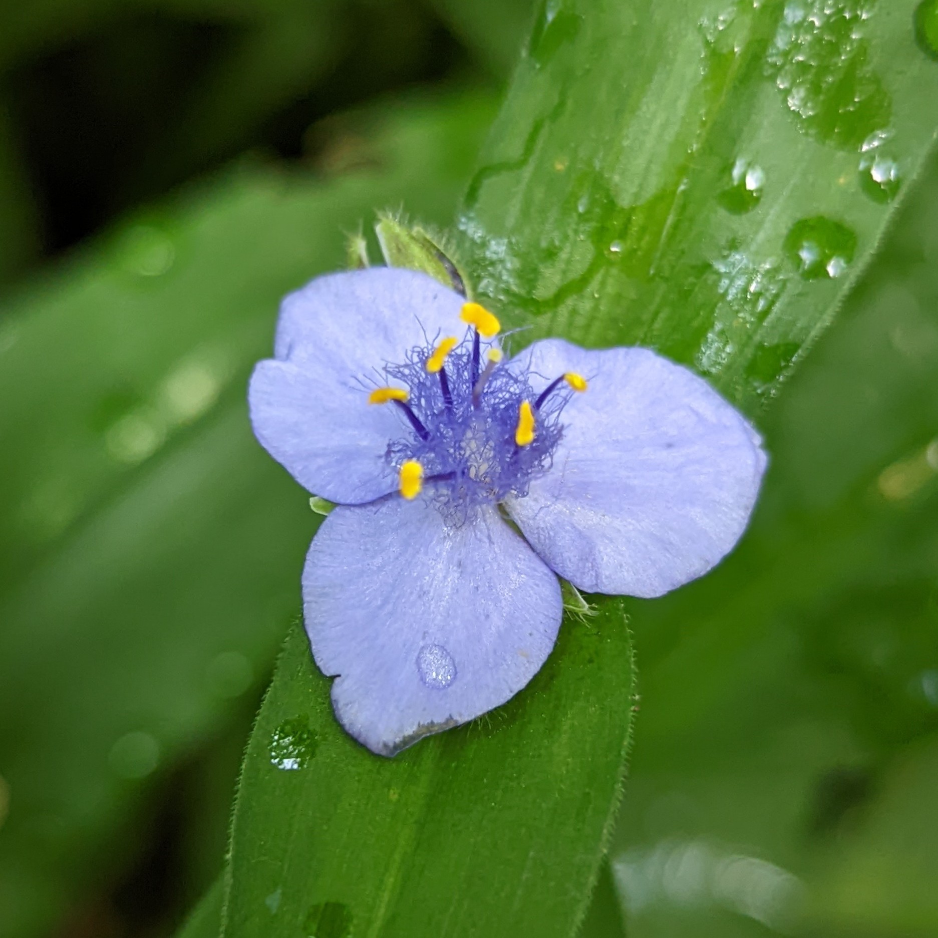 訳あってお買い得！30～80％OFF Spiderwort Zigzag (Tradescantia iNaturalist · subaspera) ビカクシダ