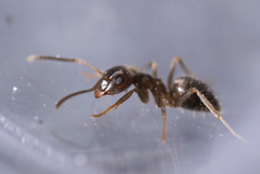 Lasius