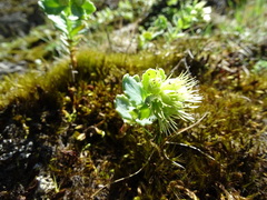 Phedimus subcapitatum