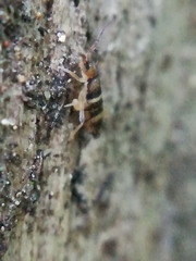 Willowsia platani