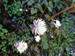 Thalictrum rubescens