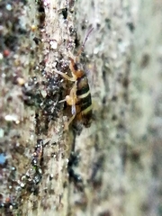 Willowsia platani
